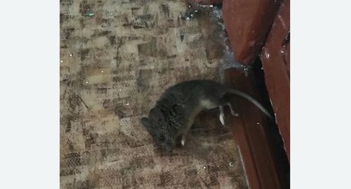 Дезинфекция от мышей в Архангельске